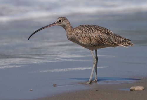 Free Long-billed curlew wading along the shore at UC Santa Barbara beach. Stock Photo