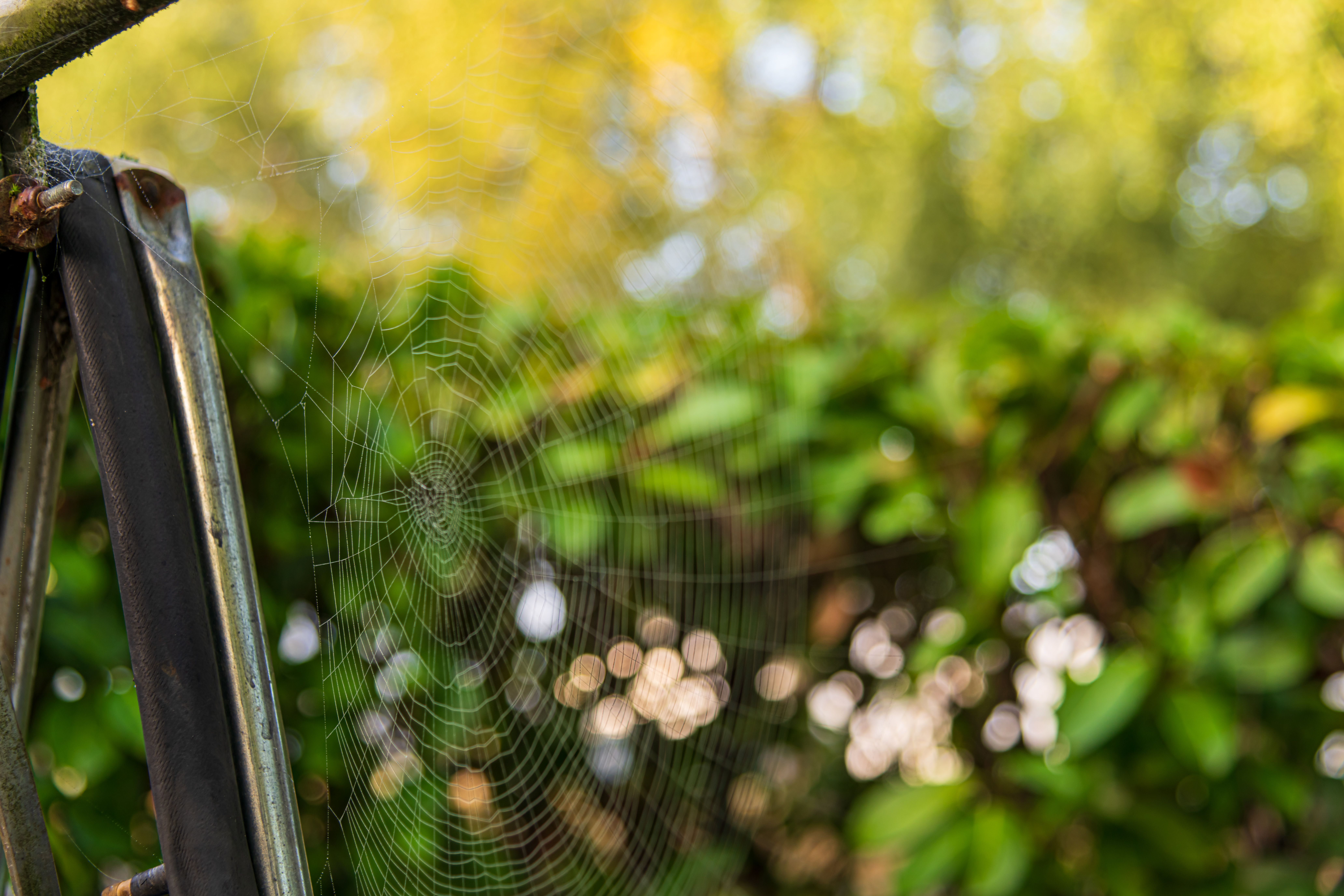 Detailed Spider Web Among Lush Greenery · Free Stock Photo