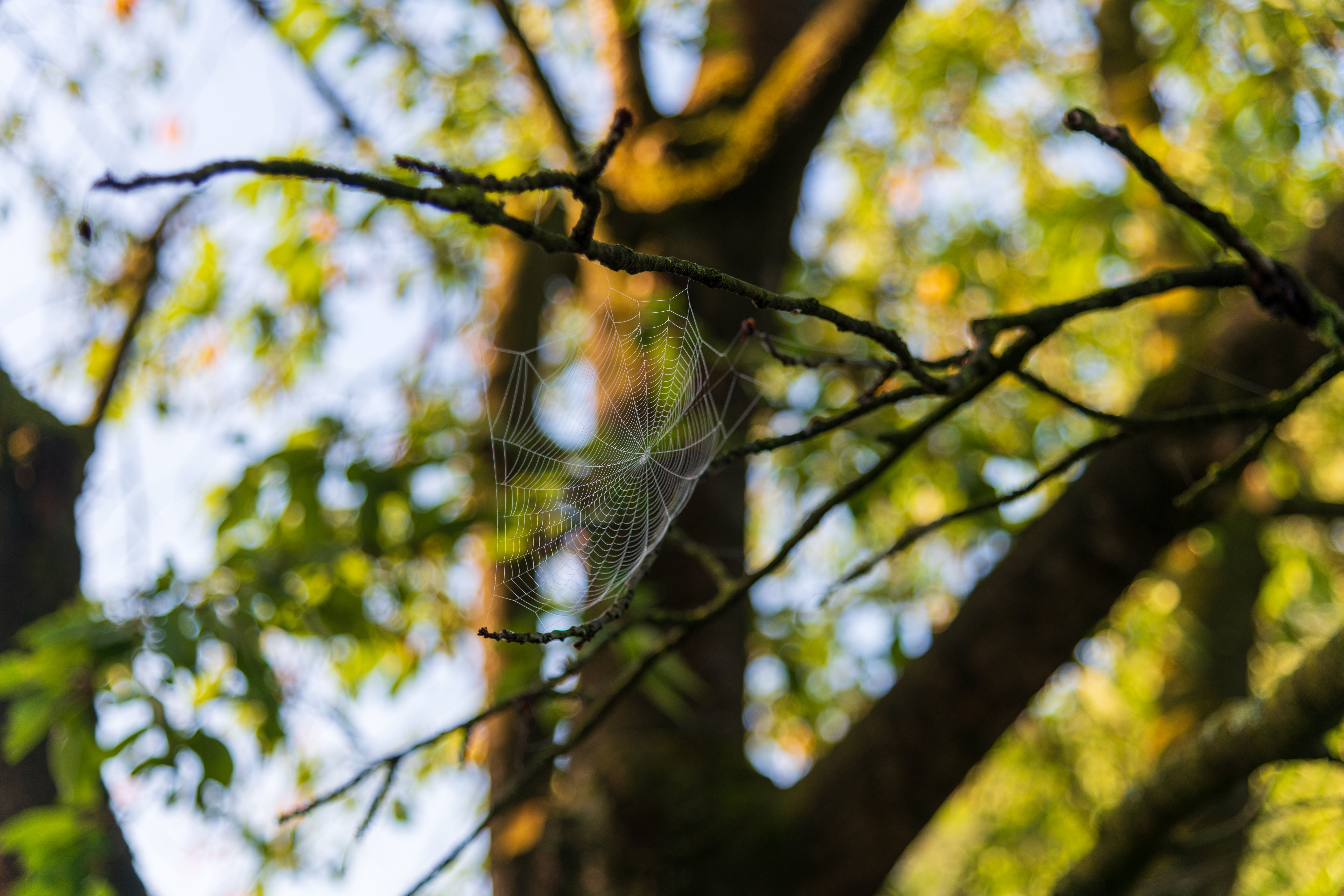 Delicate Spider Web on Forest Tree Branch · Free Stock Photo