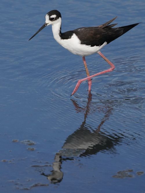 Free A Black-necked Stilt (Himantopus mexicanus) wading gracefully in Goleta, California. Stock Photo