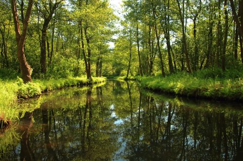 Free Tranquil forest canal reflecting lush greenery in Lübben, Germany, captured in vibrant daylight. Stock Photo