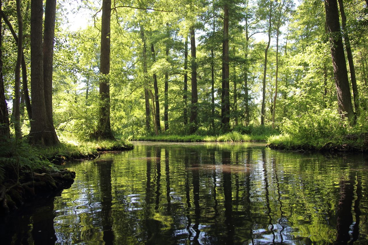Spreewald
