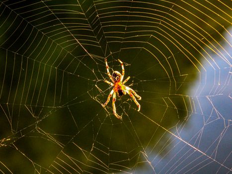 Detailed view of a spider on a web captured in Preševo, Serbia, showcasing natural beauty.
