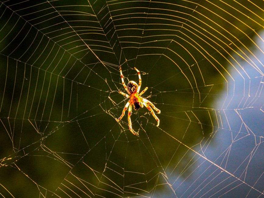 Detailed view of a spider on a web captured in Preševo, Serbia, showcasing natural beauty.