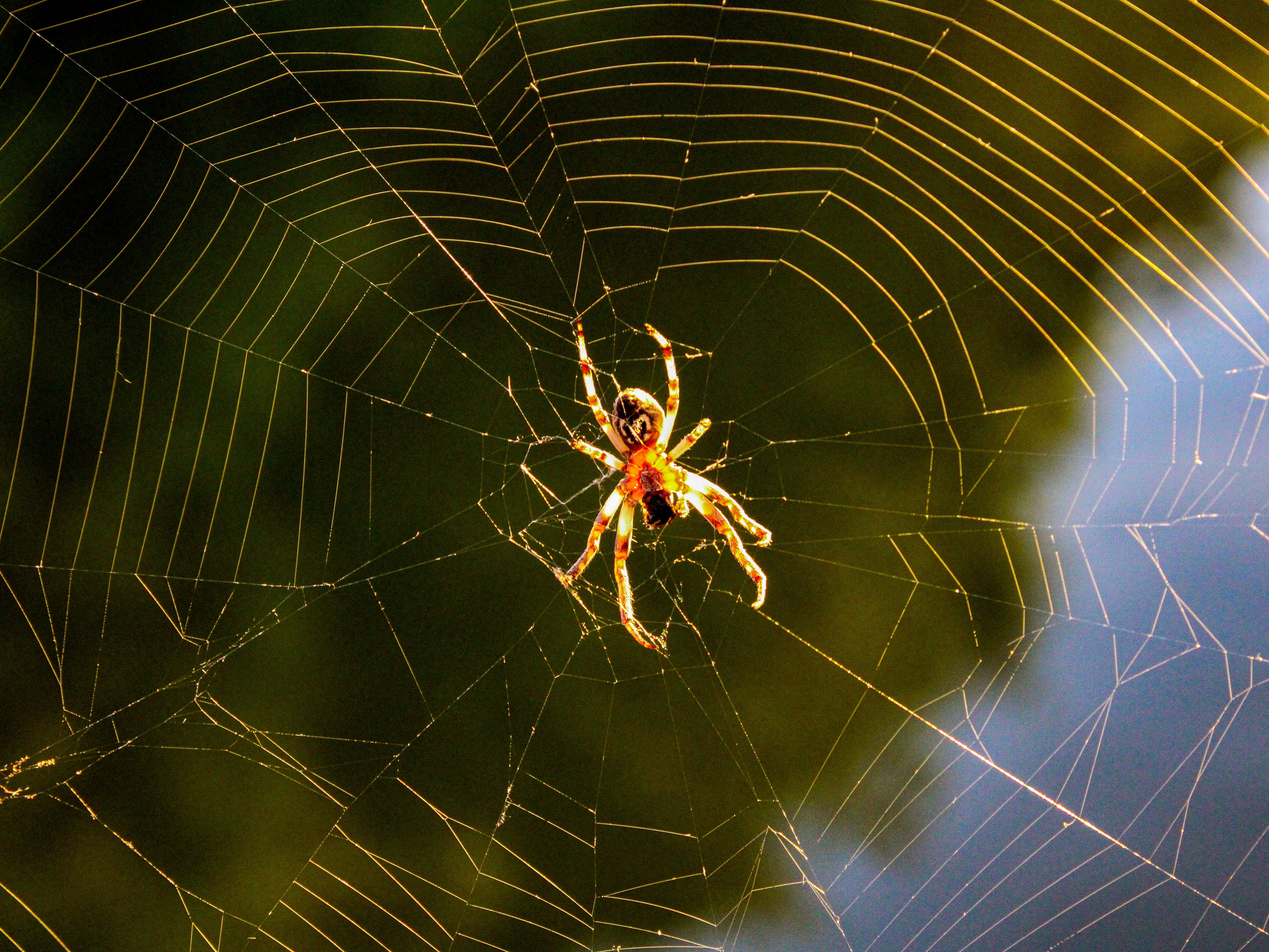 Close-up of Spider on Intricate Web in Serbia · Free Stock Photo