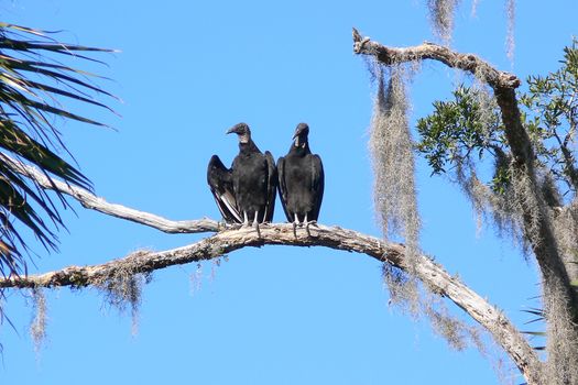 Two black vultures perched on a tree branch with blue sky in Florida.