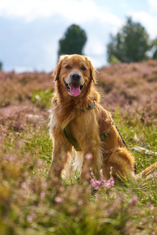 Free A Golden Retriever sits happily in a vibrant heather field in Niedersachsen, Germany. Stock Photo