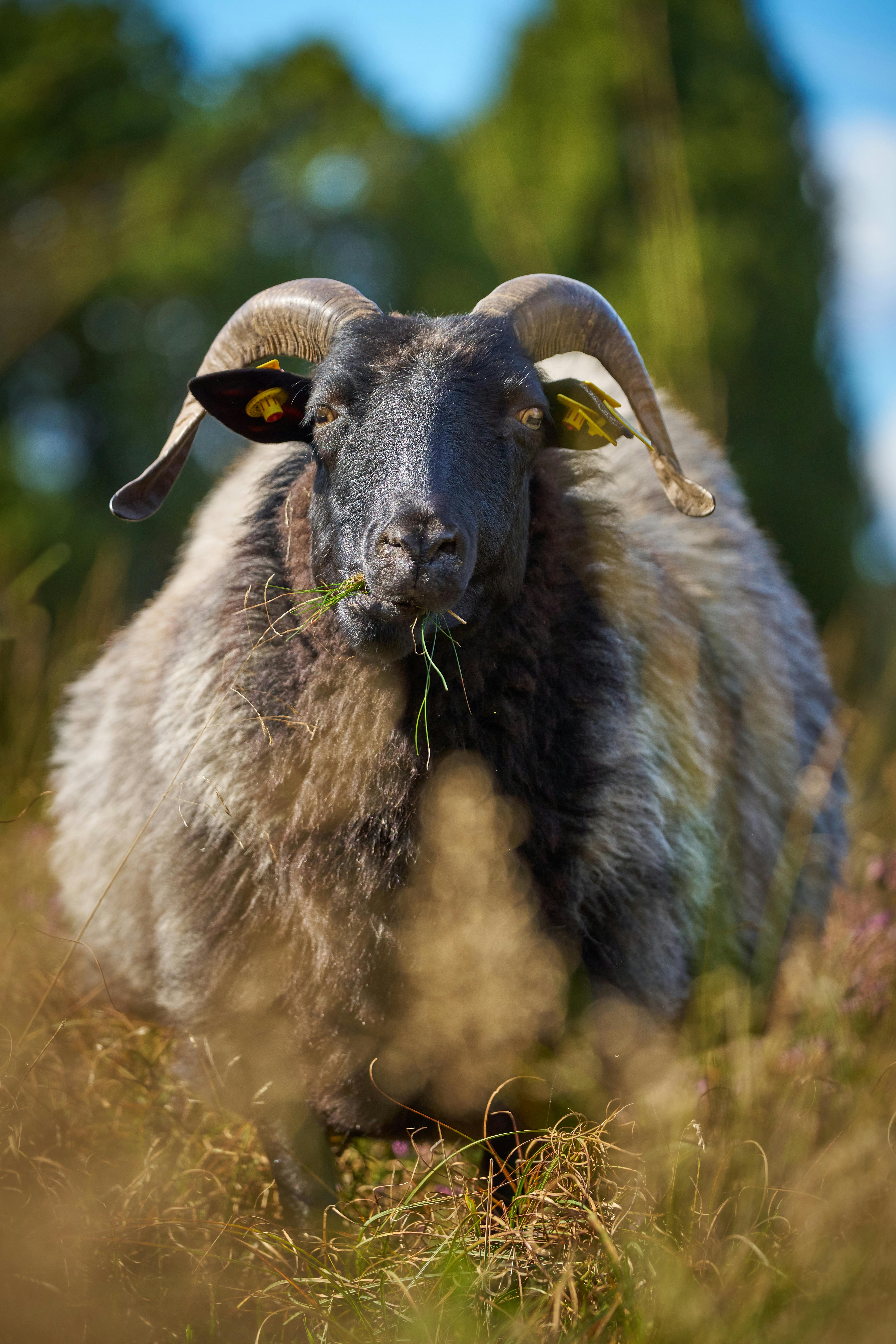 Gratuit Gros plan rustique d'un mouton gris aux cornes courbées paissant dans un champ d'été. Photos
