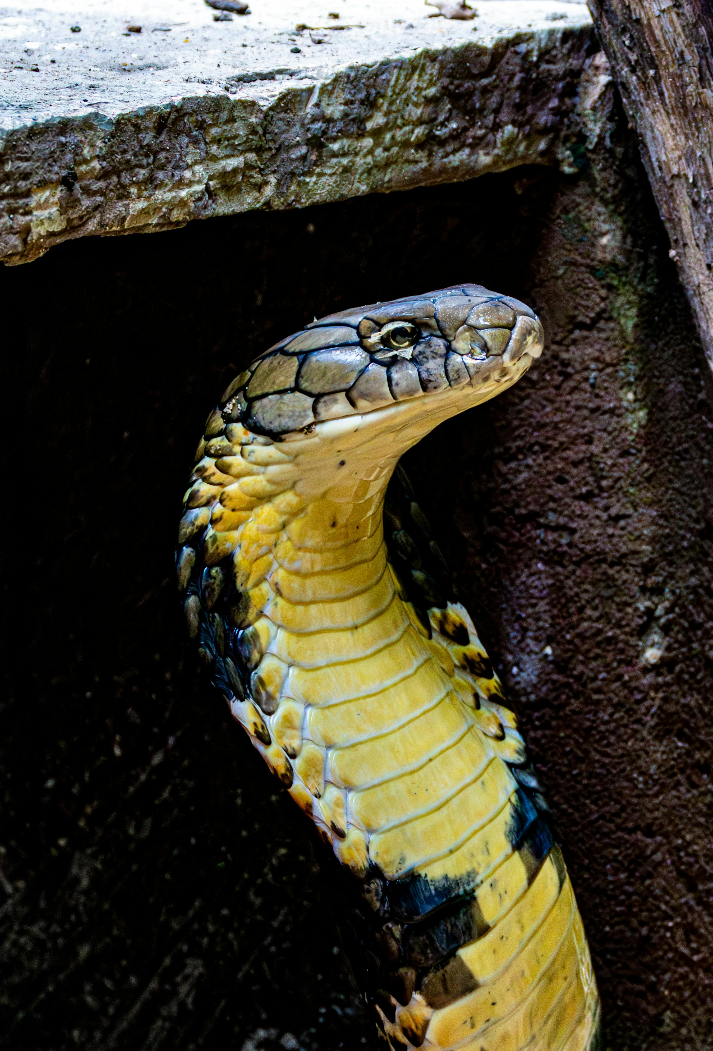 Snake, Open, Mouth | Download at StockCake, image size:2697x3975