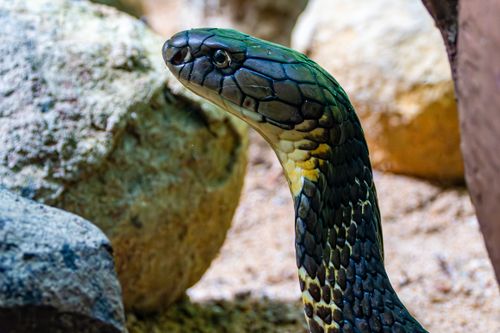 Free A detailed close-up of a King Cobra (Ophiophagus hannah) with rocky background. Stock Photo