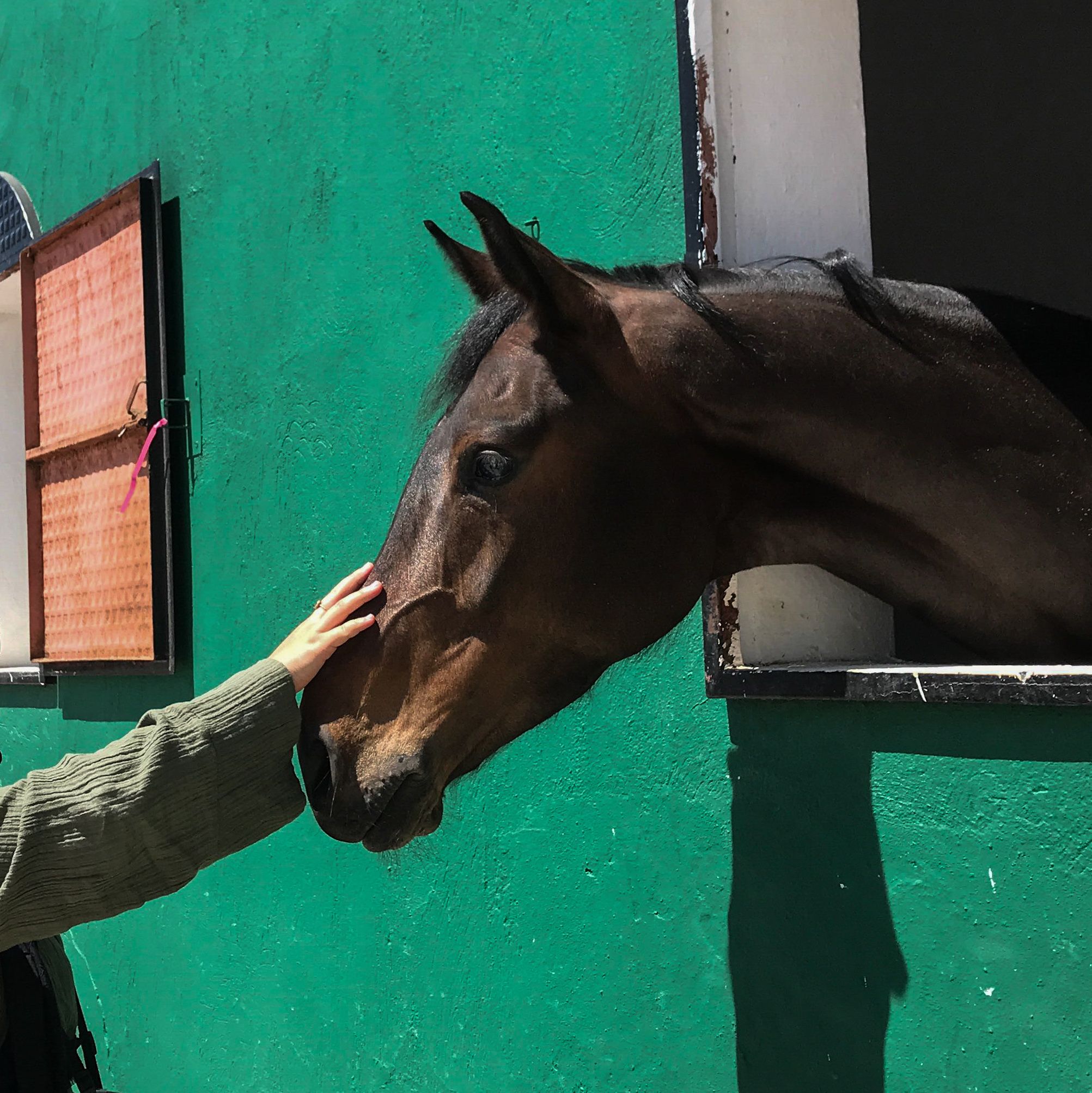 A person gently touches a horse's head through a stable window against a green wall.
