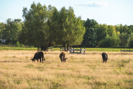 Cows grazing peacefully in a sunny rural field with lush trees, capturing a serene summer landscape.