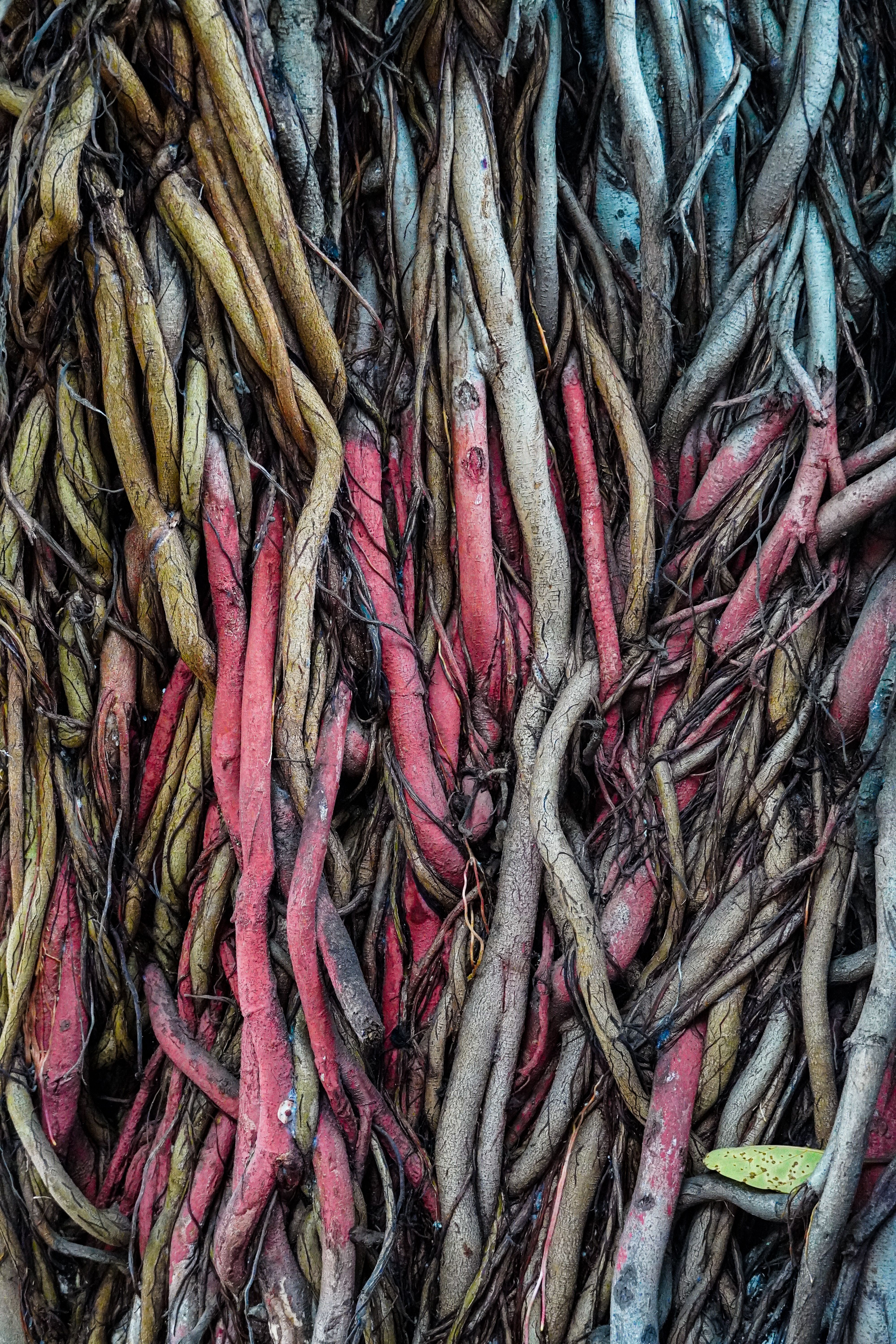 Close-up of Intricate Tree Bark and Roots · Free Stock Photo