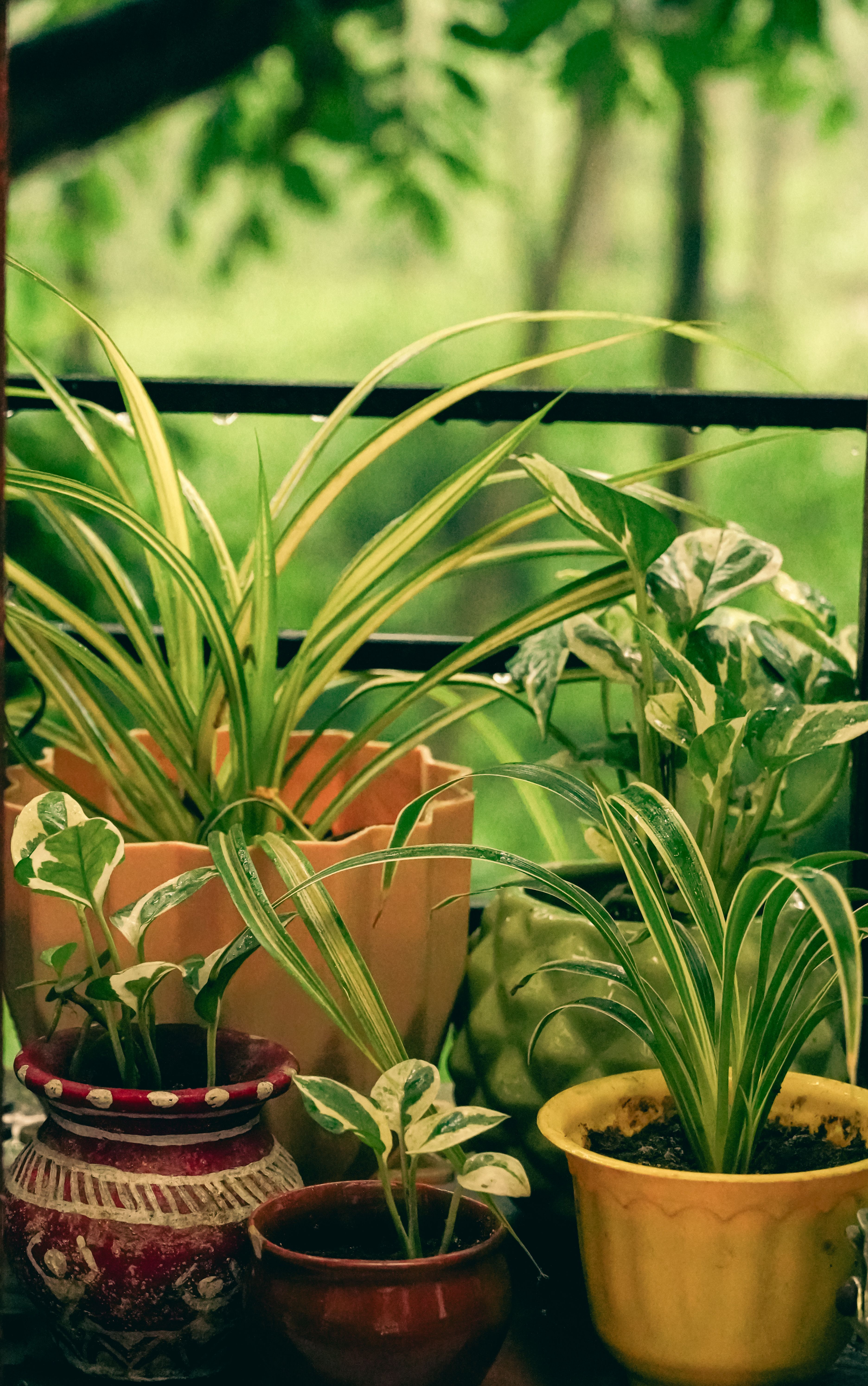 anthurium angamarcanum for sale Anthurium Angamarcanum , Exact Plant  Canopy Gems