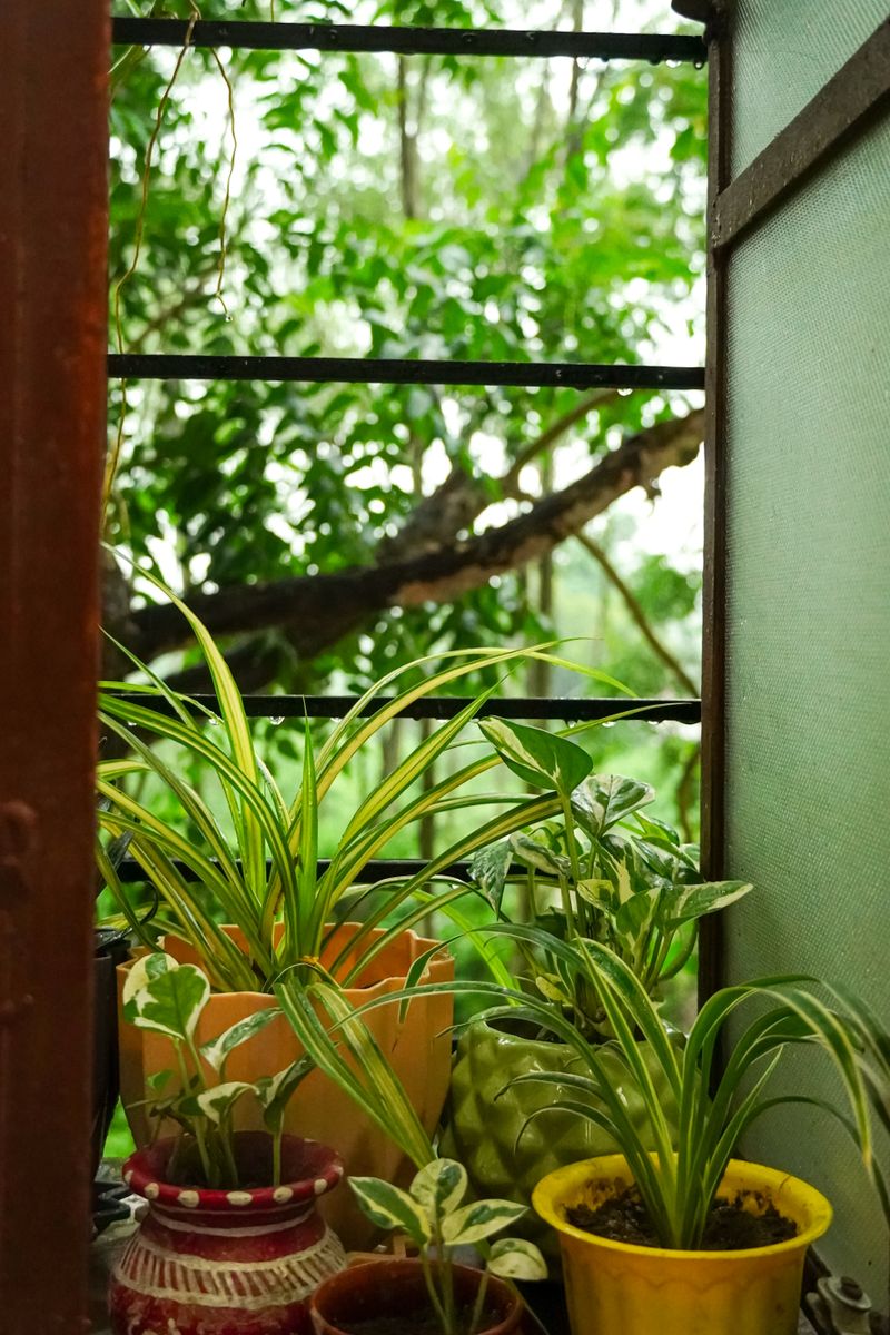 Plantas en macetas de colores junto a una ventana con vista a la vegetación