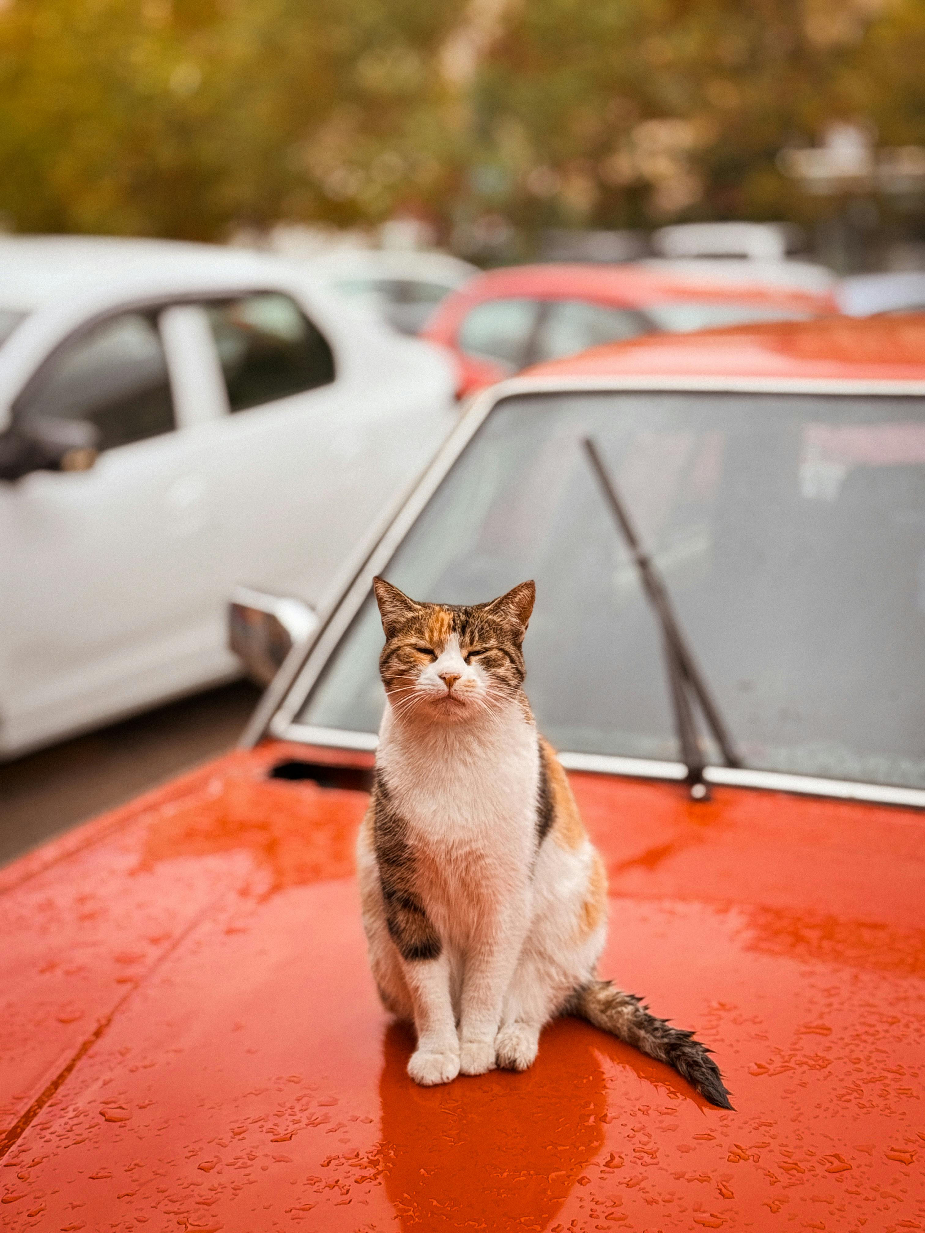 Charming stray cat sitting on vintage car hood in a rainy İstanbul street.