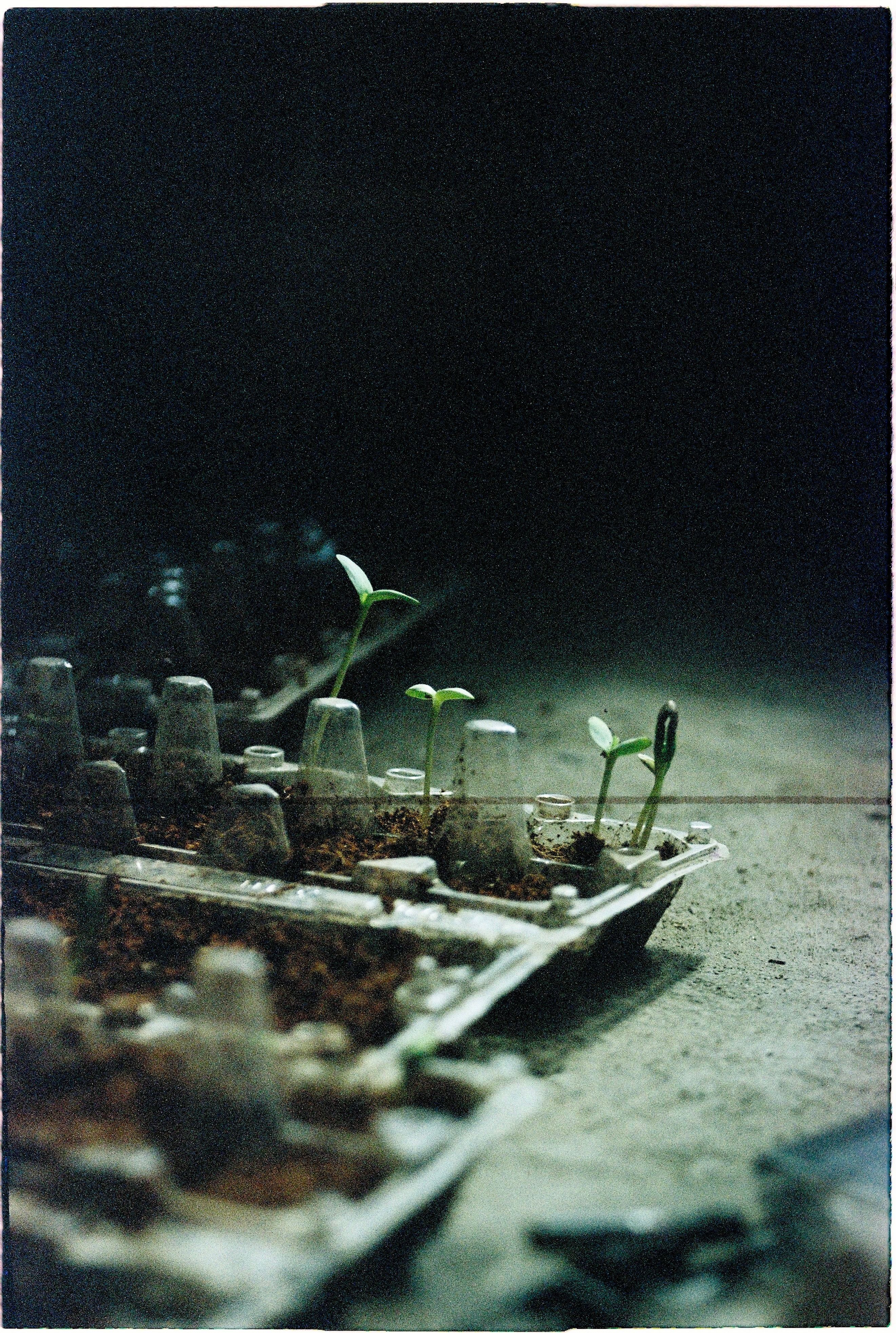 Close-up of seedlings sprouting in a recycled egg carton with a moody atmosphere.