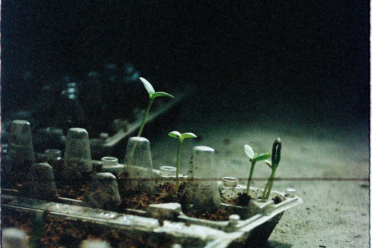 Seedlings sprouting in a recycled egg carton