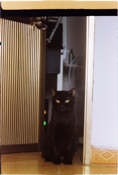 Free A black cat sitting calmly indoors near a doorway, looking directly at the camera. Stock Photo