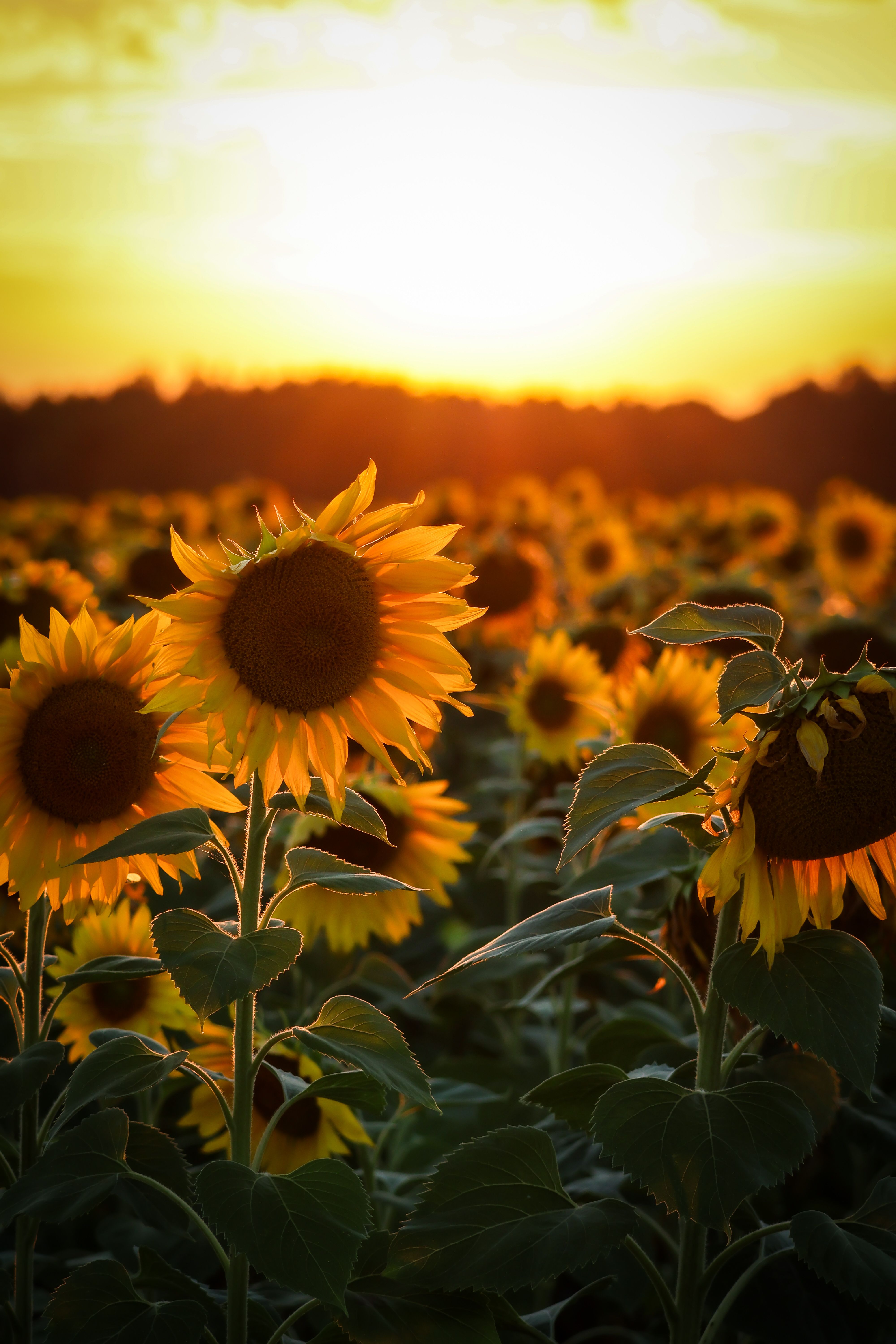 View of a Sunflower Field at Sunset · Free Stock Photo