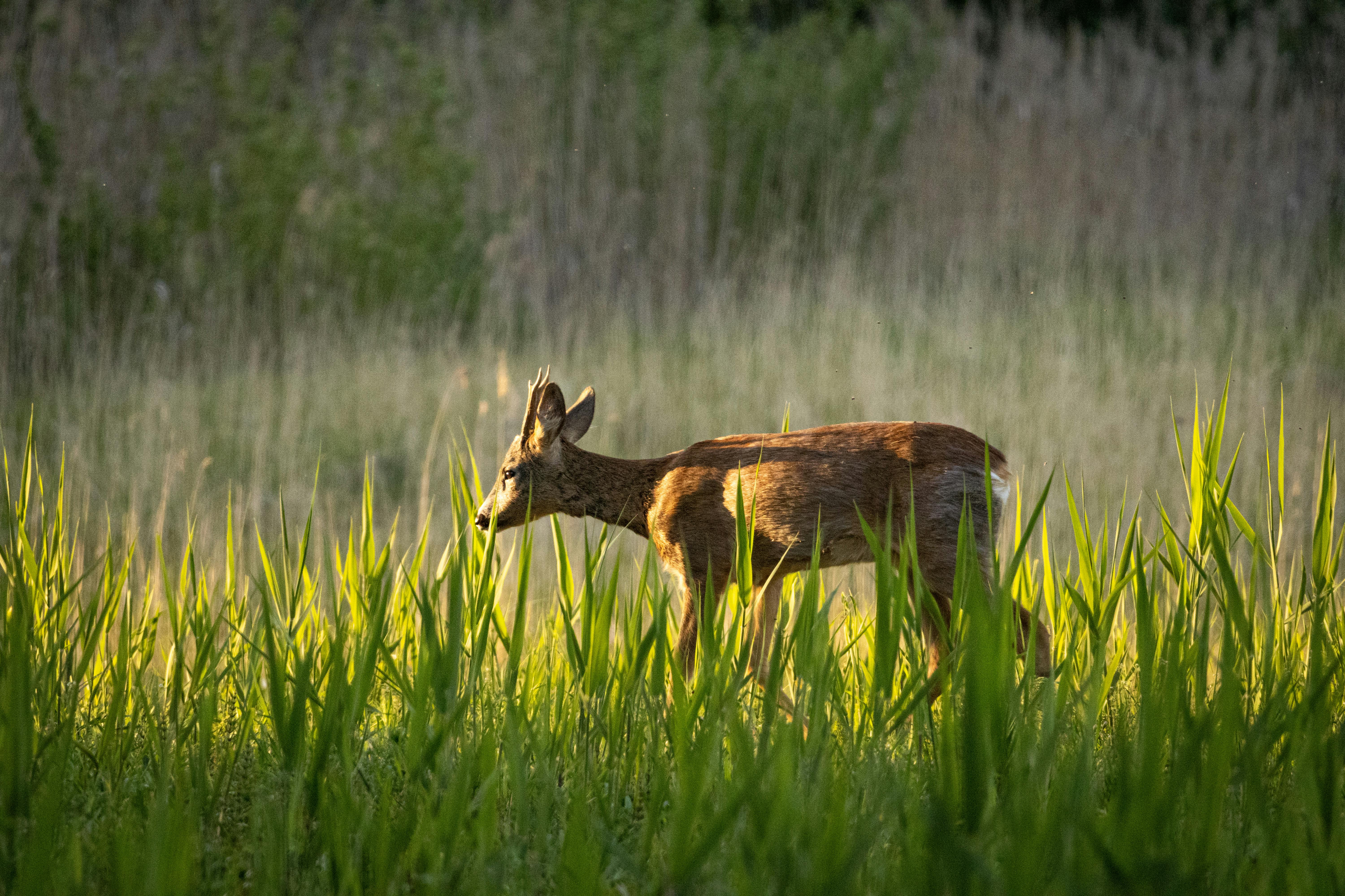 A roe deer gracefully moves through the sunlit meadow, showcasing nature's beauty.