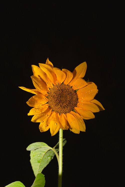 Free Closeup of a vibrant sunflower with raindrops against a black background at night. Stock Photo