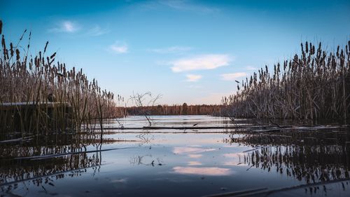 Free Peaceful lake view with reeds reflecting in the calm water at twilight. Stock Photo