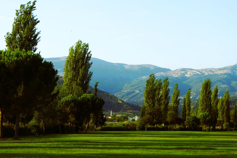 Serene landscape of a green field with tall trees and mountain backdrop under clear blue sky.