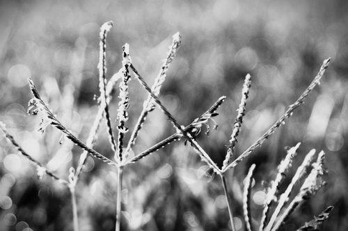 Free Close-up of delicate grass stems in black and white, showcasing natural beauty in detail. Stock Photo