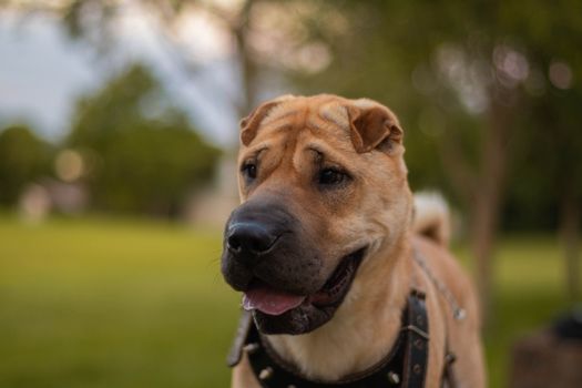 Close-up portrait of a Shar Pei dog outdoors in a park setting with lush greenery.