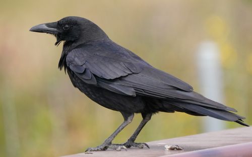 Free Close-up of an American crow perched in Goleta, California, against a natural background. Stock Photo