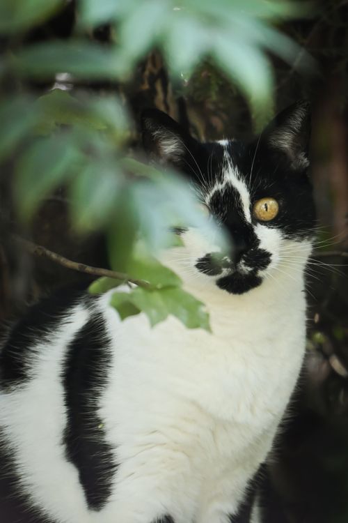 Free A striking black and white cat peering through lush greenery, captivating gaze. Stock Photo