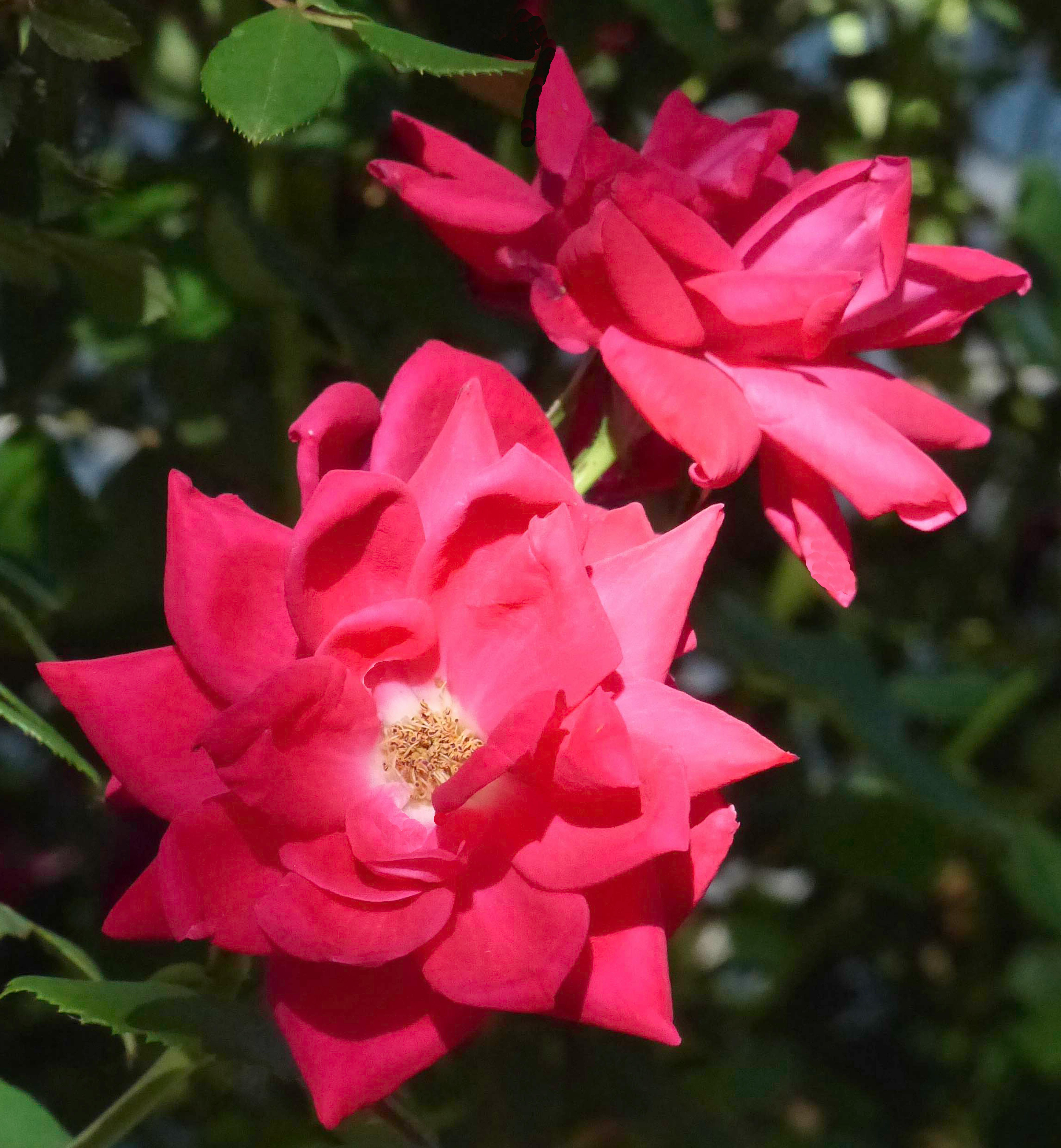 Difference Between Lyre And Harp Difference