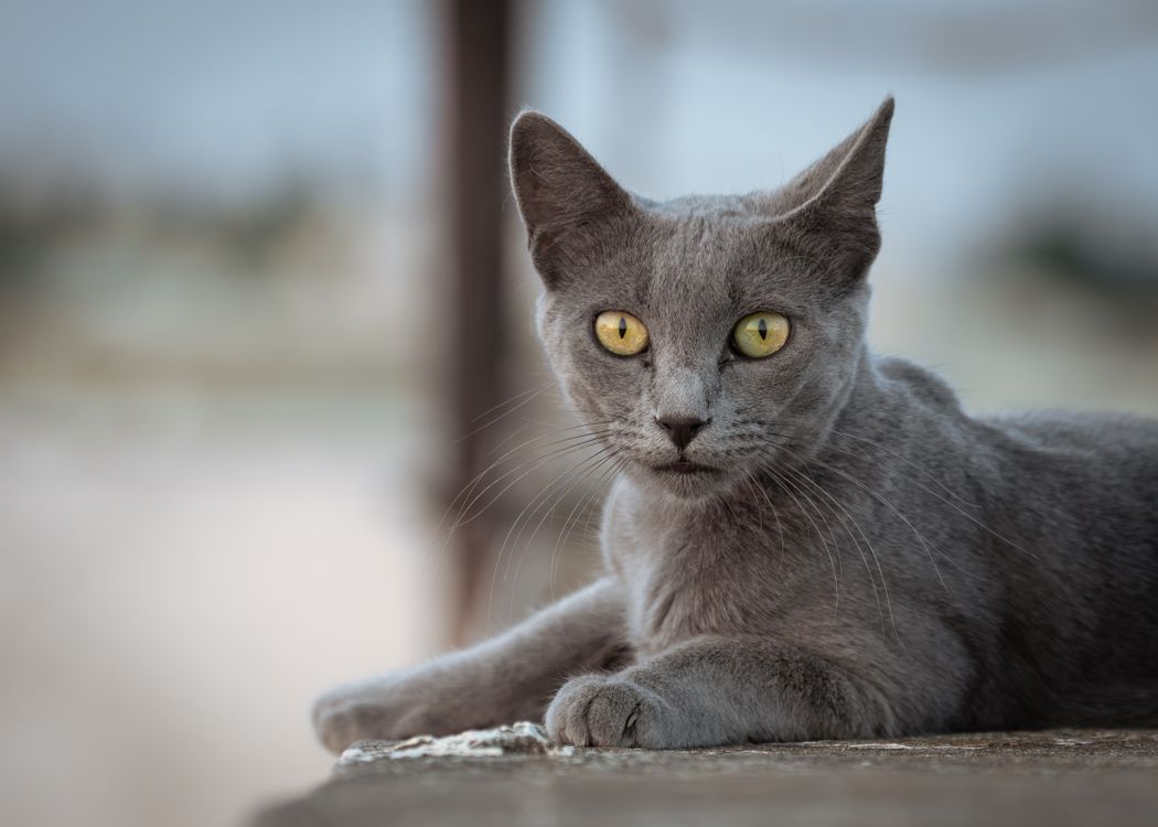 Gray Cat with Yellow Eyes Resting Outdoors · Free Stock Photo
