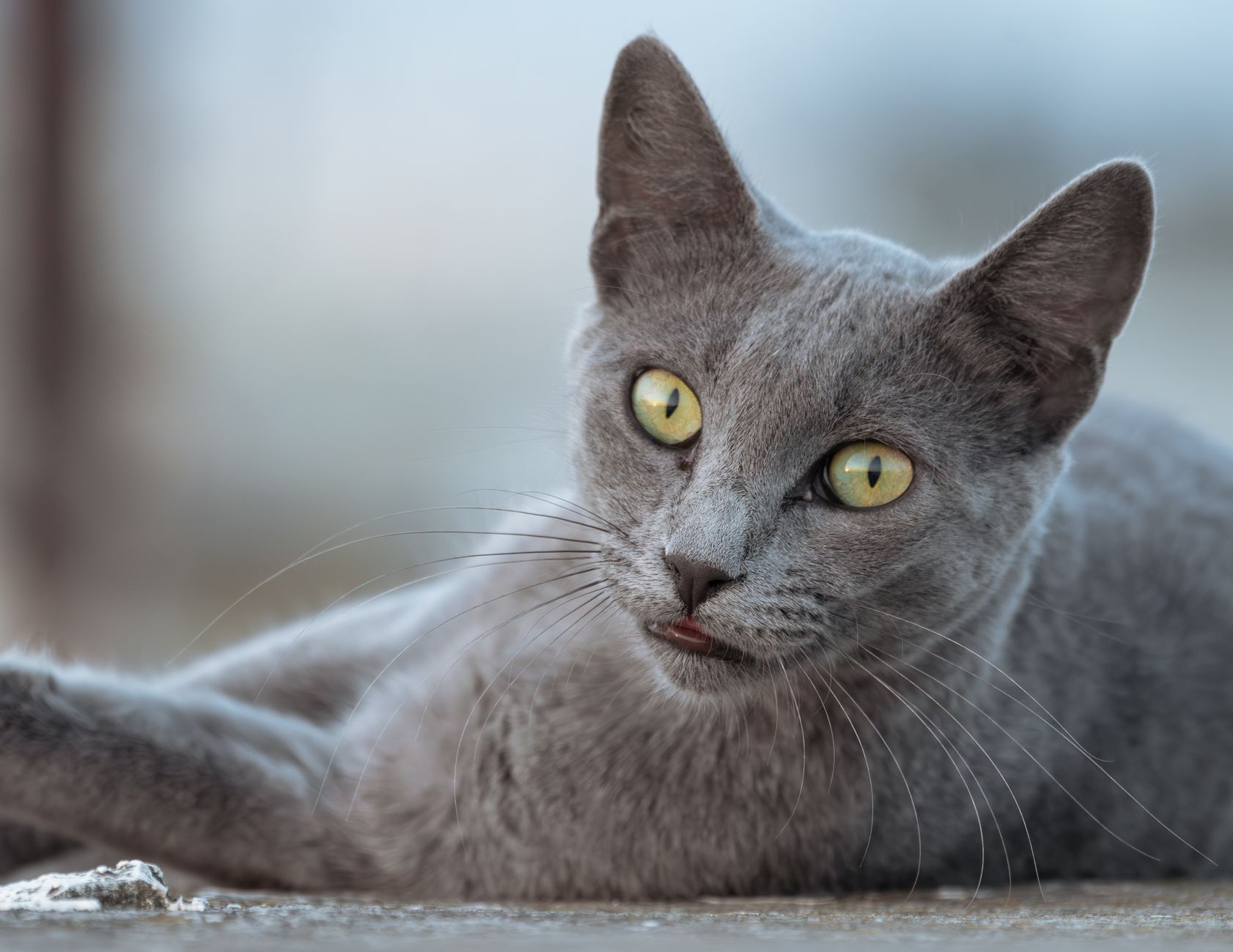 Portrait of a cat at a veterinary clinic