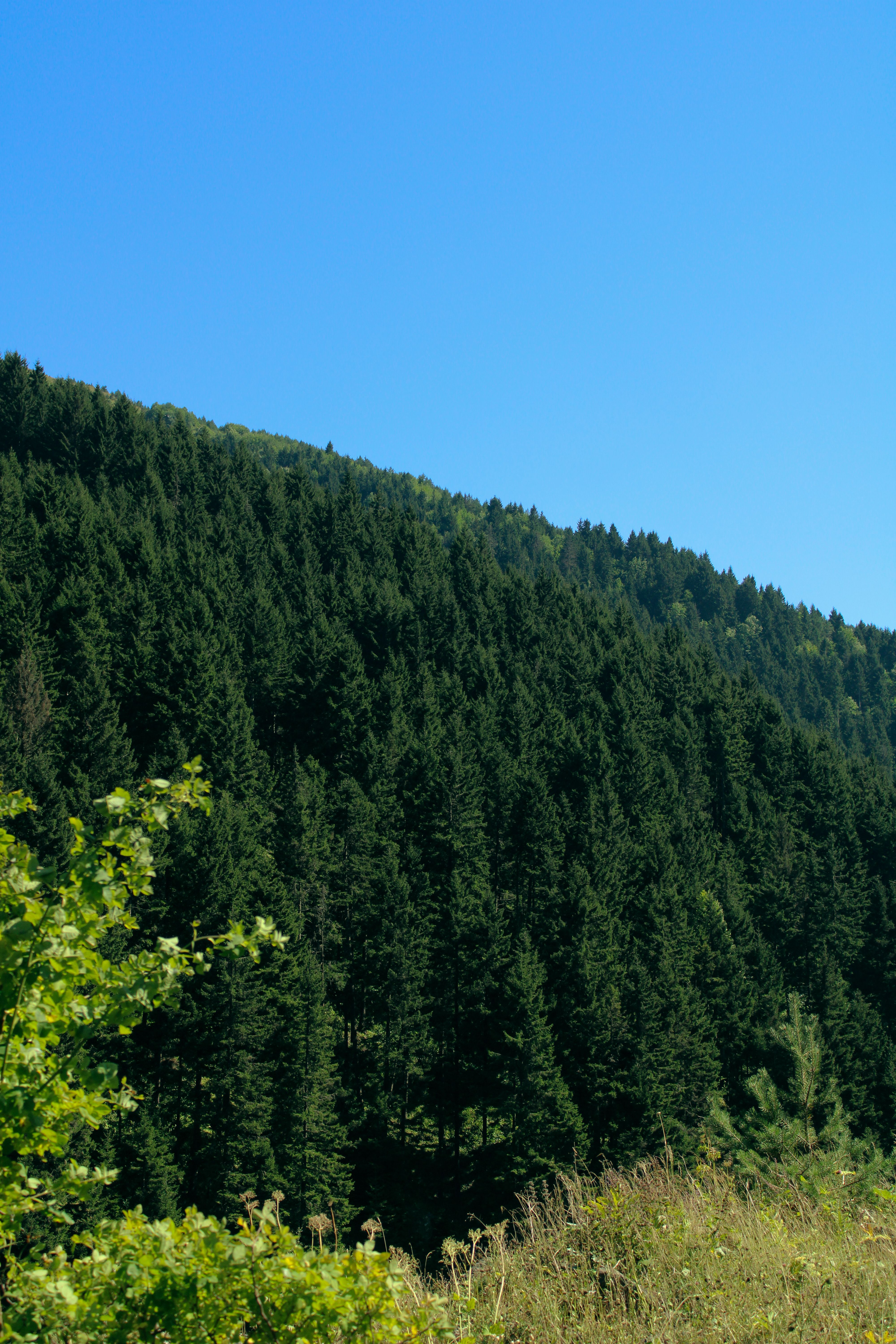 Lush Green Forest Under Clear Blue Sky · Free Stock Photo