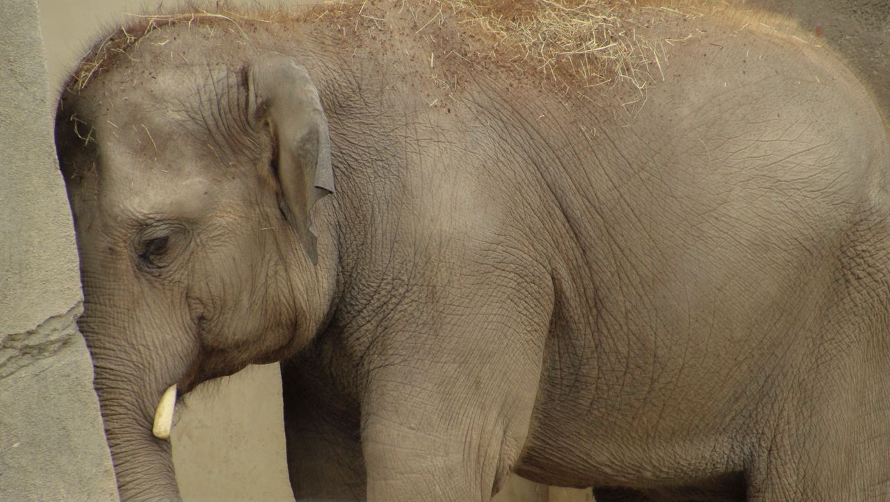 close up of an asian elephant with tusk resting against a wall showcas