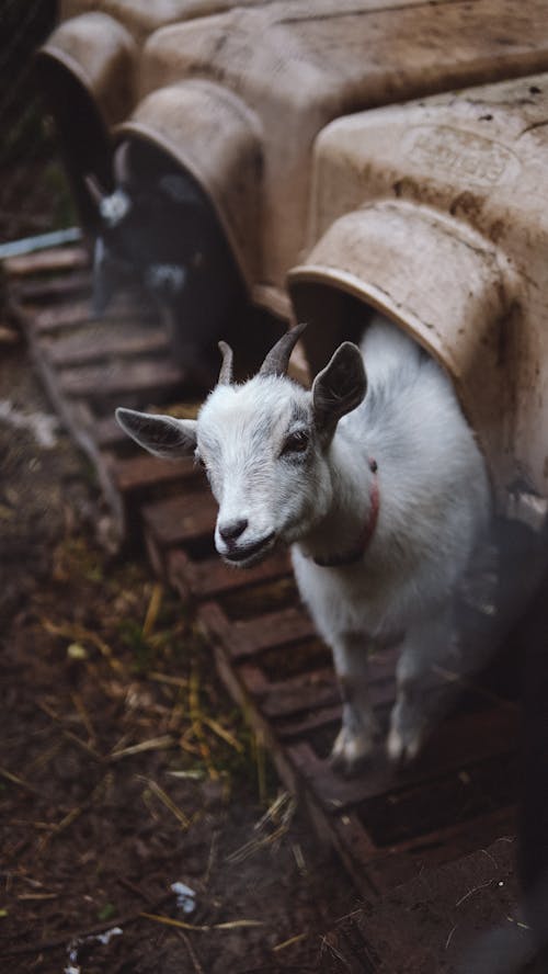Základová fotografie zdarma na téma beran, domácí koza, farma
