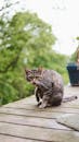 花园甲板上的可爱虎斑猫，非常适合宠物爱好者和动物肖像爱好者