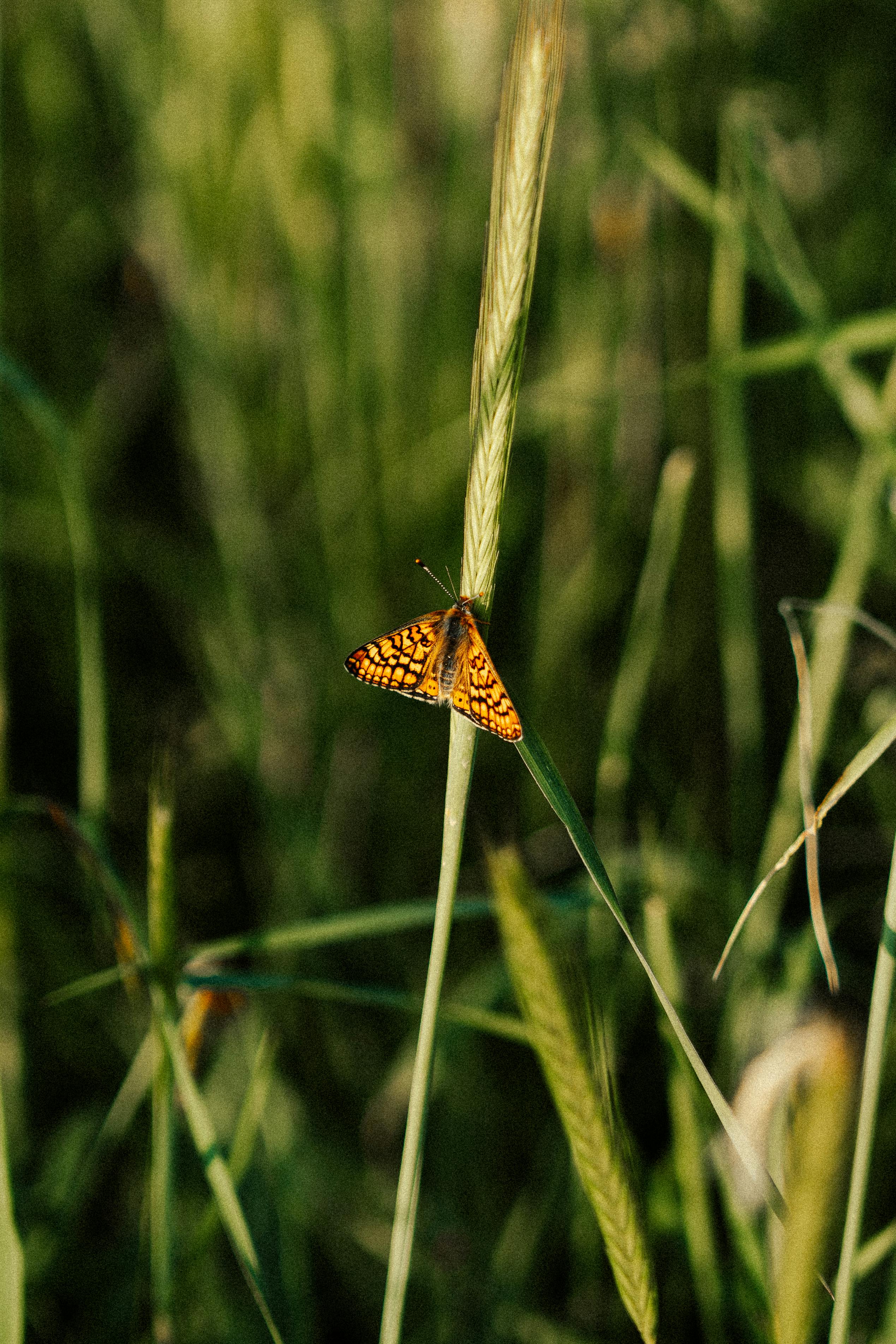 Close-up of a vibrant orange butterfly perched on grass in a natural setting.