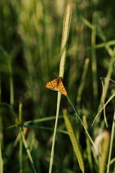Close-up of a vibrant orange butterfly perched on grass in a natural setting.