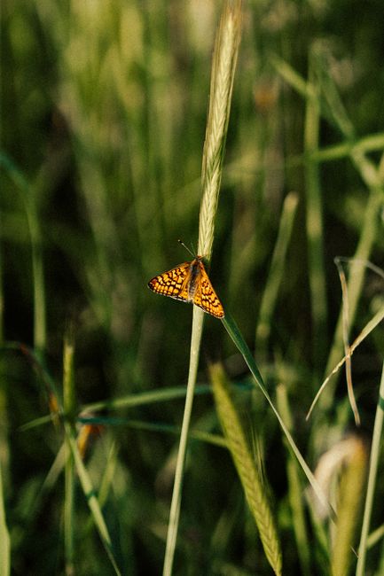 Close-up of a vibrant orange butterfly perched on grass in a natural setting.