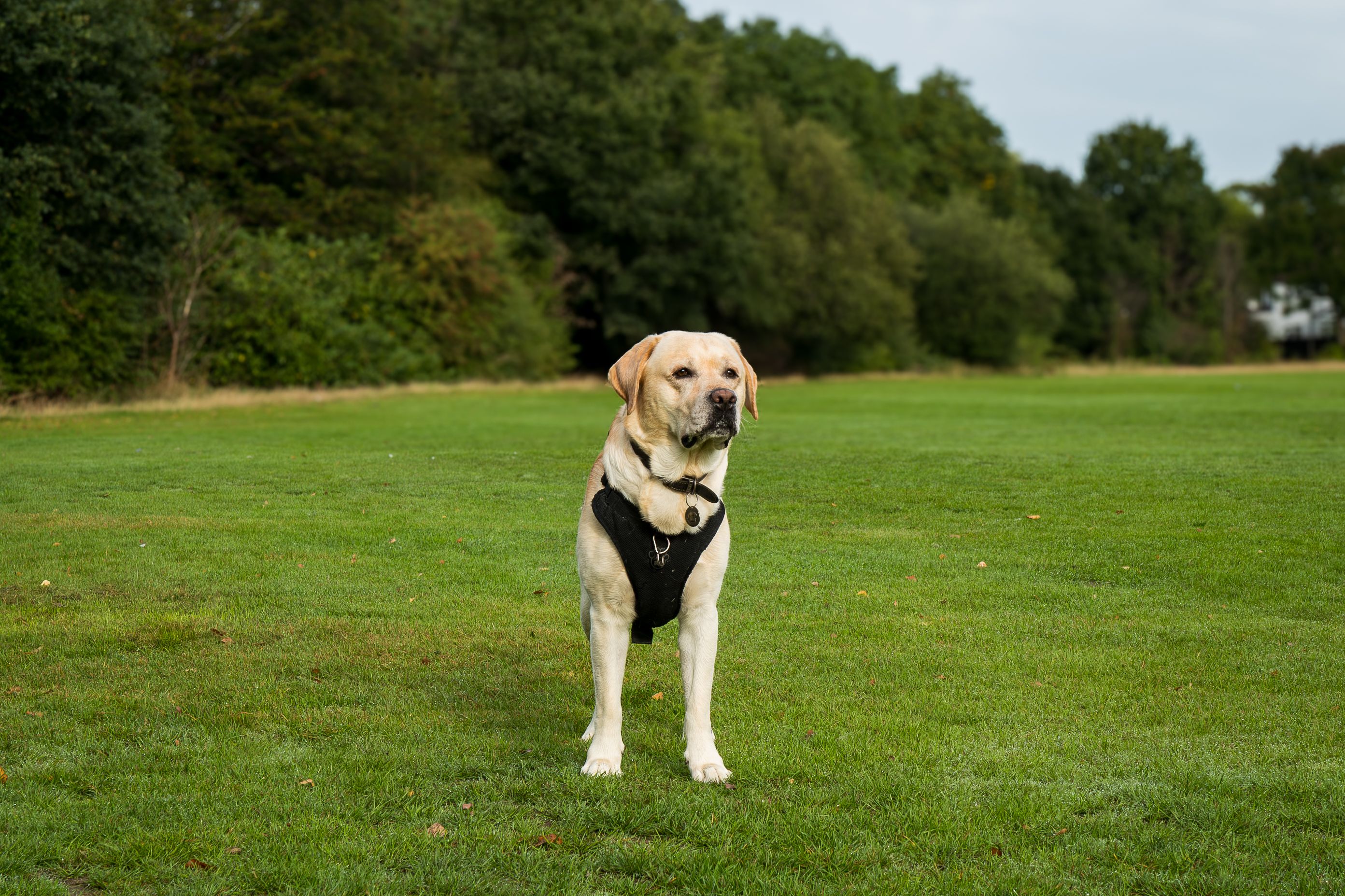 A cream-colored Labrador wearing a black harness standing in a grassy field with a treeline in the background.
