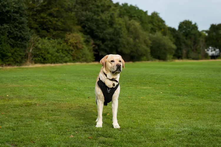 Yellow Labrador on grass — large deep-chested breeds benefit most from slow feeder bloat prevention strategies