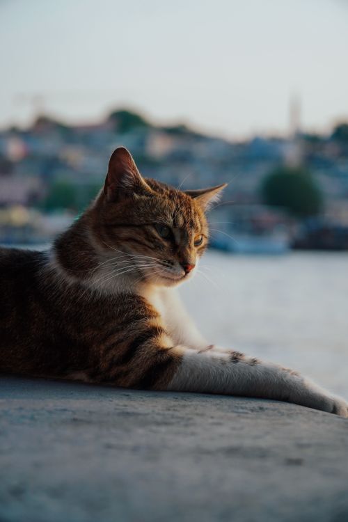 Free A calm tabby cat resting by the water with a serene cityscape backdrop at sunset. Stock Photo
