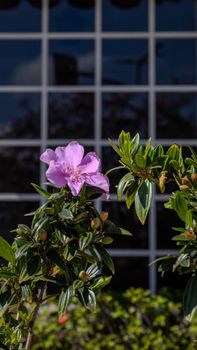 Close-up of a purple flower blooming against a grid window backdrop, capturing nature and architecture.