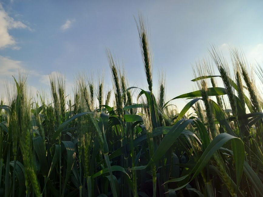 Ukraine-Israel Grain Row Exposes Rift Between Canada's Key Allies