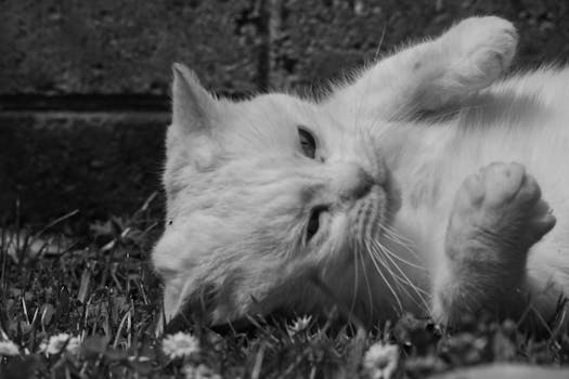Adorable white cat playfully rolling on grass in a serene garden setting.