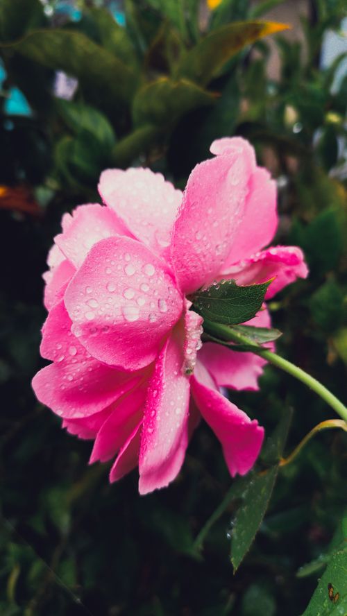 Free Close-up of a vibrant pink rose with fresh water droplets outdoors in a lush garden setting. Stock Photo