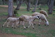 A small flock of sheep peacefully grazing among trees in a tranquil forest.